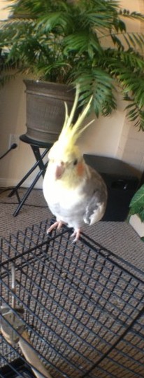 bird sitting on cage in san diego, ca