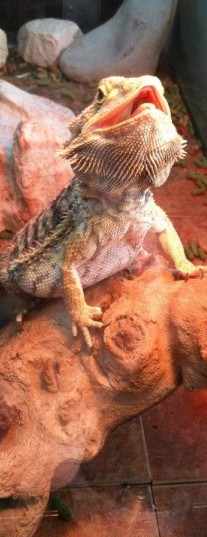 Pet sitting a bearded dragon in San Diego