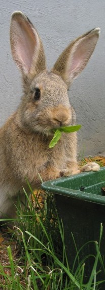 Bunny rabbit pet sitting in San Diego