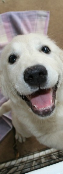 Photo of dog walking client waiting for his daily dog walk in San Diego